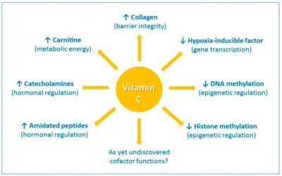 Vitamin C and Immune Function