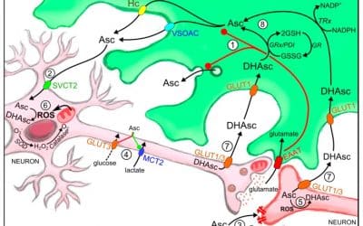 Old Things New View: Ascorbic Acid Protects the Brain in Neurodegenerative Disorders