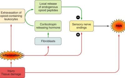 Neuroimmune Interactions: From the Brain to the Immune System and Vice Versa