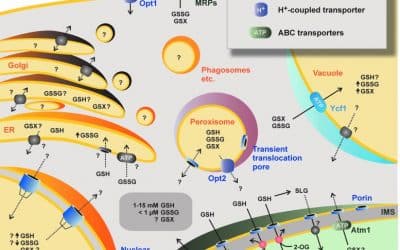 The Incomplete Glutathione Puzzle: Just Guessing at Numbers and Figures?