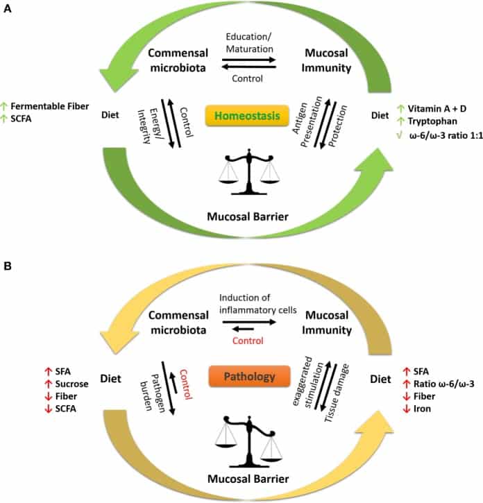The Impact of Western Diet and Nutrients on the Microbiota and Immune ...