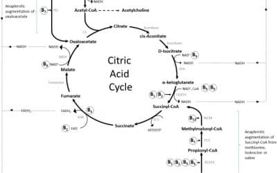 B Vitamins and the Brain: Mechanisms, Dose and Efficacy–A Review