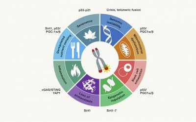 Telomeres: history, health, and hallmarks of aging