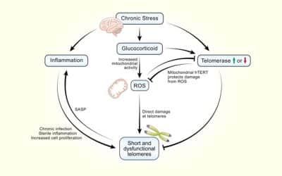 Stress and telomere shortening: Insights from cellular mechanisms